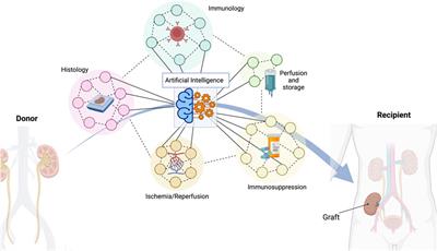 The Dawn of a New Era in Kidney Transplantation: Promises and Limitations of Artificial Intelligence for Precision Diagnostics